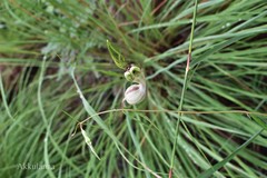 Ceropegia spiralis